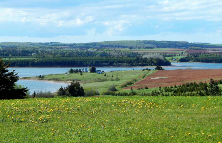 Ein Feld mit gelben Blumen und einem See im Hintergrund