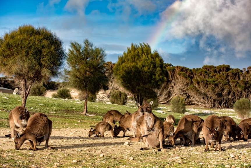 Eine Gruppe von Kängurus steht auf einem Feld mit einem Regenbogen im Hintergrund