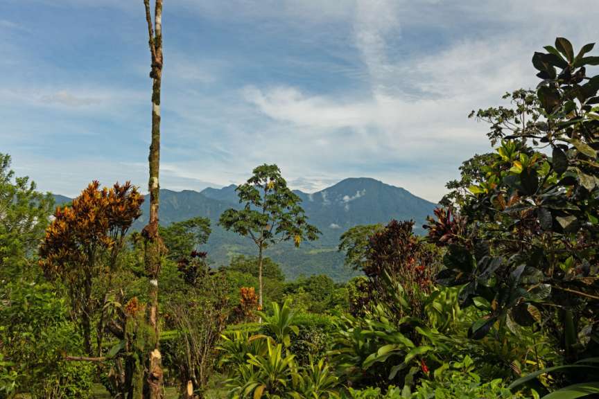 Ein Blick auf die Berge aus dem Dschungel
