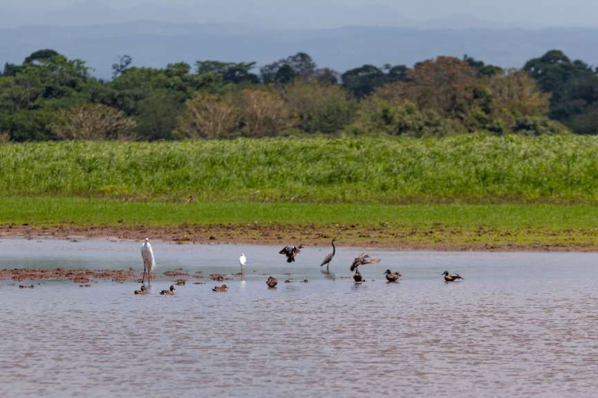 Eine Gruppe von Vögeln steht in einem Teich