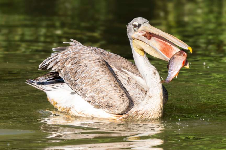 Ein Pelikan schwimmt im Wasser mit einem Fisch im Schnabel