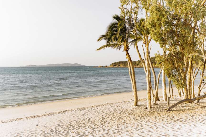 Ein Strand mit Palmen und einem großen Ozean im Hintergrund