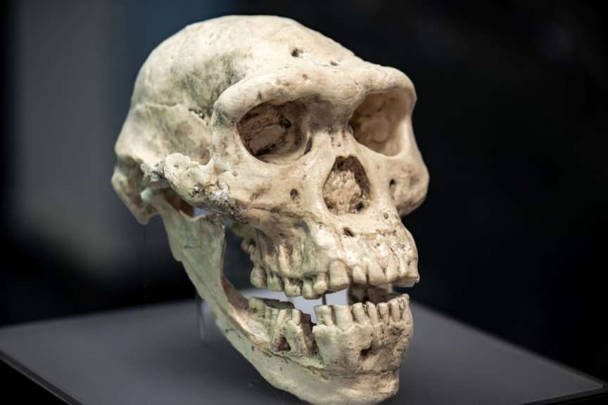 Das Bild zeigt einen prähistorischen menschlichen Schädel auf einem grauen Untergrund vor einem dunklen Hintergrund.