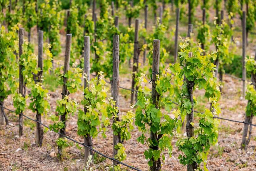 Ein Weinberg mit vielen Bäumen und Holzpfosten