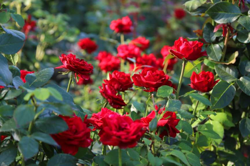 Viele rote Rosen wachsen in einem Garten