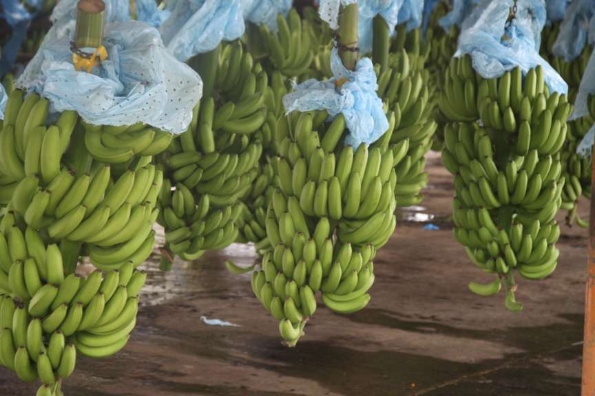Ein Haufen Bananen hängt an einem Baum