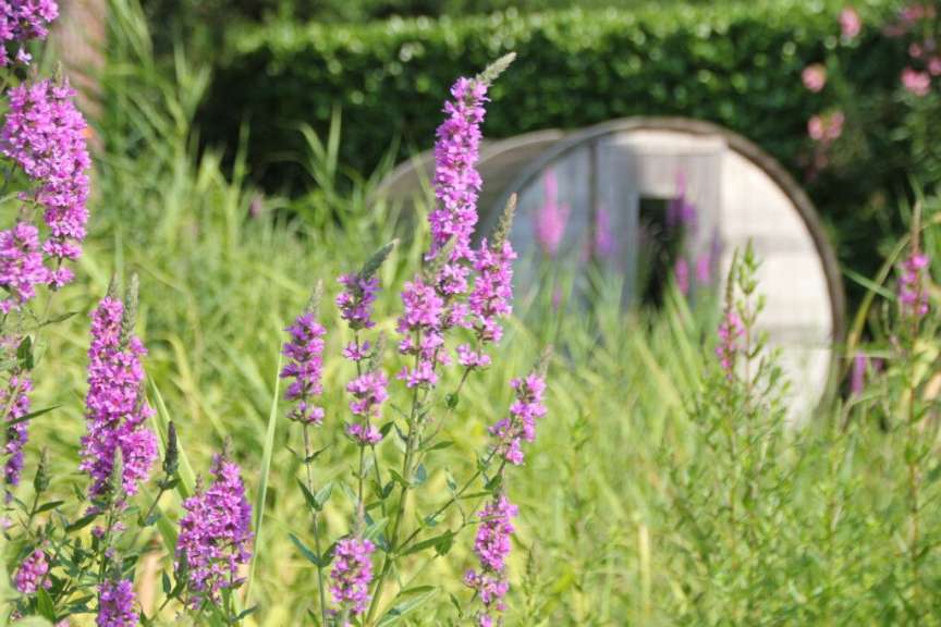 Lila Blumen in einem Feld mit einem hölzernen Gebäude im Hintergrund