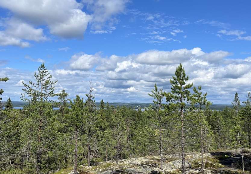 Ein Wald mit Bäumen und einem blauen Himmel mit Wolken