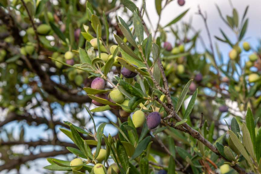 Eine Nahaufnahme eines Olivenbaums mit grünen und violetten Oliven