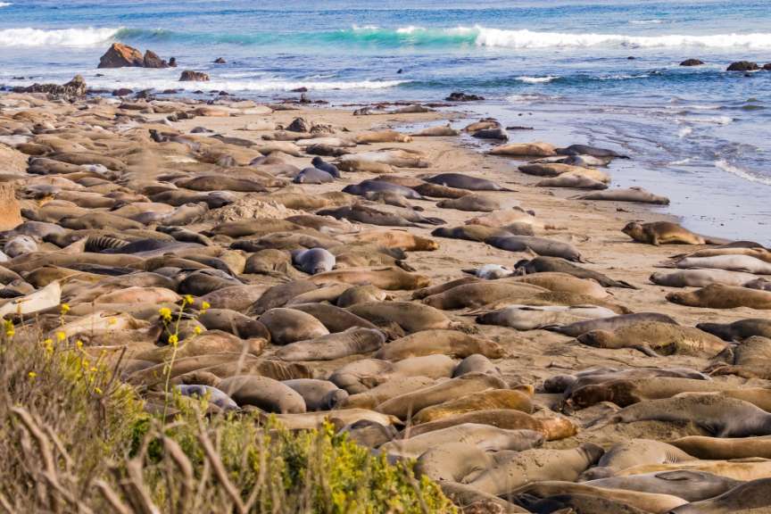 Eine große Gruppe von Seelöwen liegt am Strand