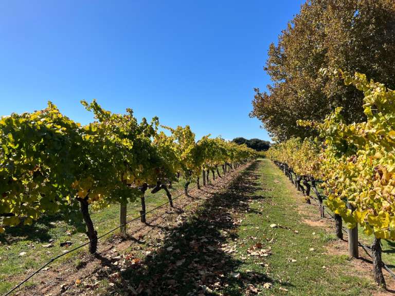 Ein Weinberg mit vielen Bäumen und Blättern