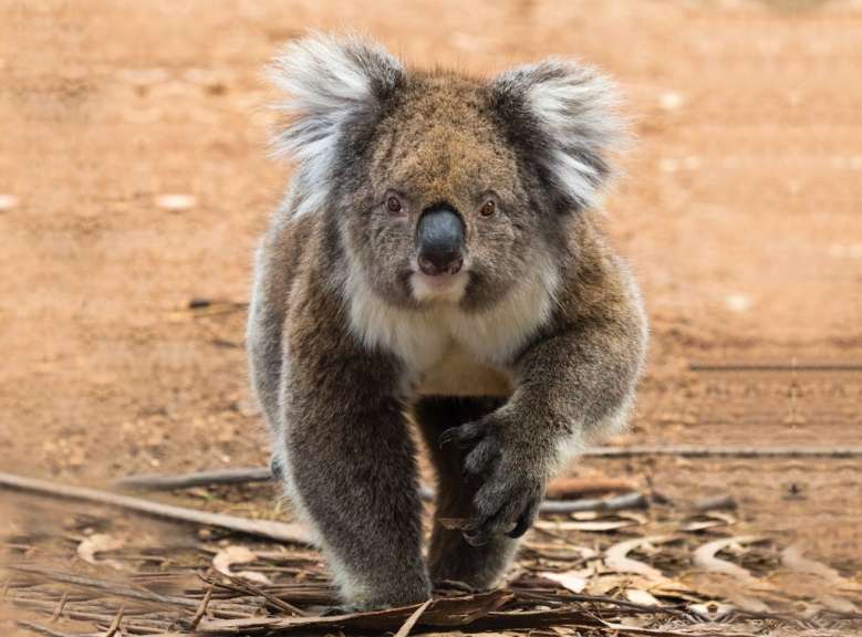 Ein Koalabär steht auf einem Feld und schaut in die Kamera