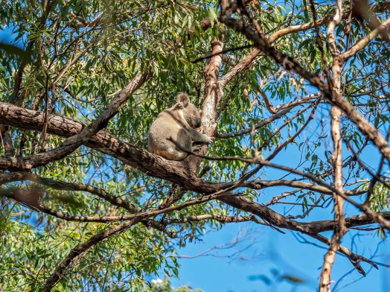 Schutzgebiet für den Koala