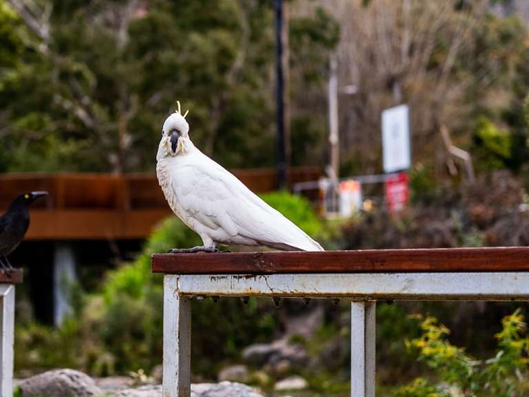 Ein weißer Papagei sitzt auf einem Holztisch