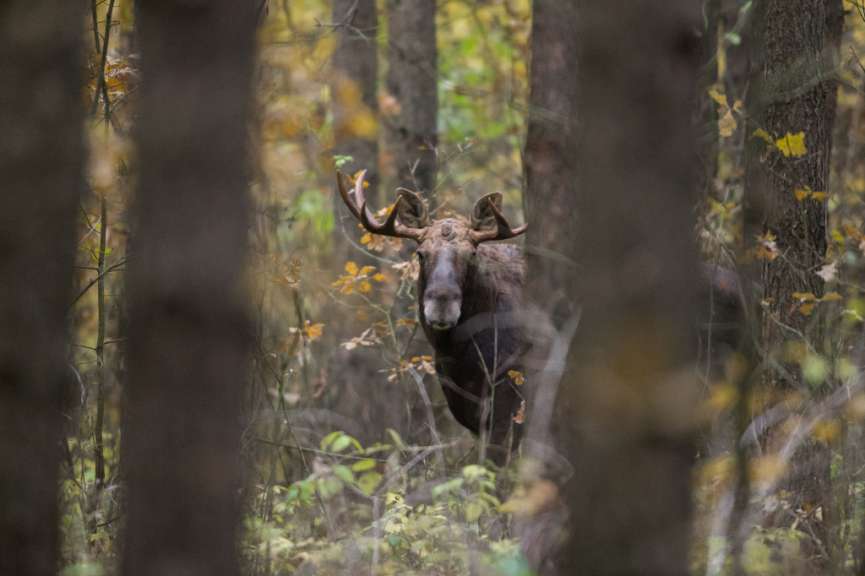 Waldabenteuer: Elchsafari