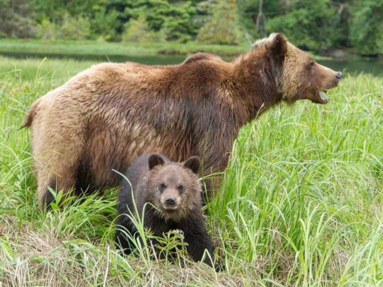 Ein Braunbär mit einem Jungen steht in hohem Gras vor einem Wald.