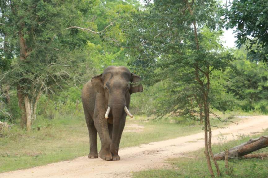 Wichtiger Korridor für Elefanten: Lunugamwehera