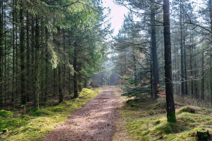 Ein schmaler Waldweg schlängelt sich durch einen dichten Nadelwald, dessen Boden mit Moos und Kiefernnadeln bedeckt ist.