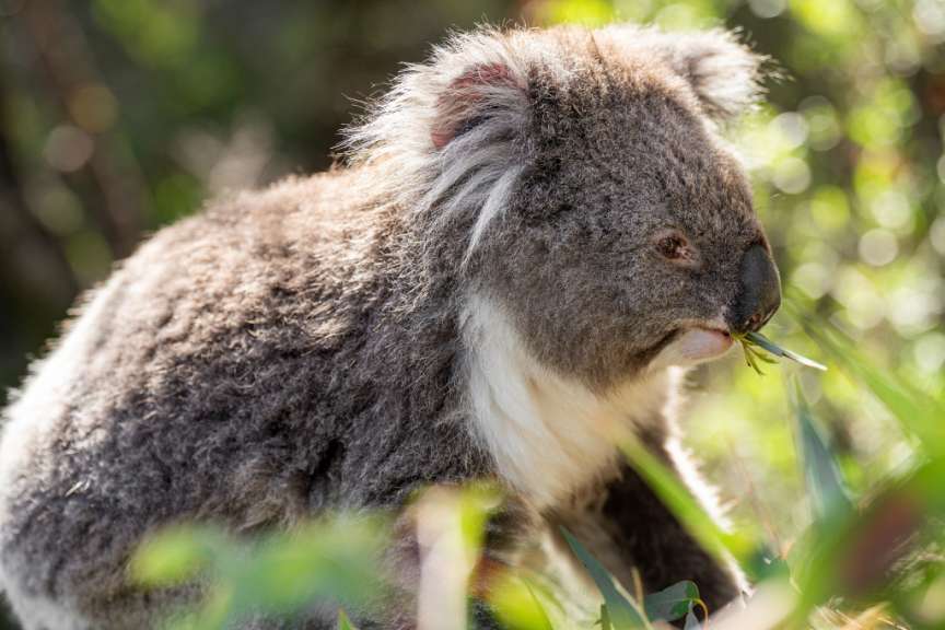Koalas im natürlichen Lebensraum: Koala Conservation Reserve