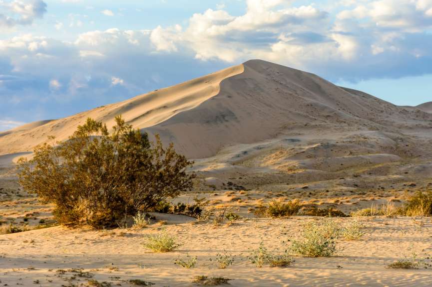 Ein großer Sandhügel dominiert die Szene im Abendlicht, während im Vordergrund ein Busch und einige kleinere Pflanzen die sandige Landschaft beleben.