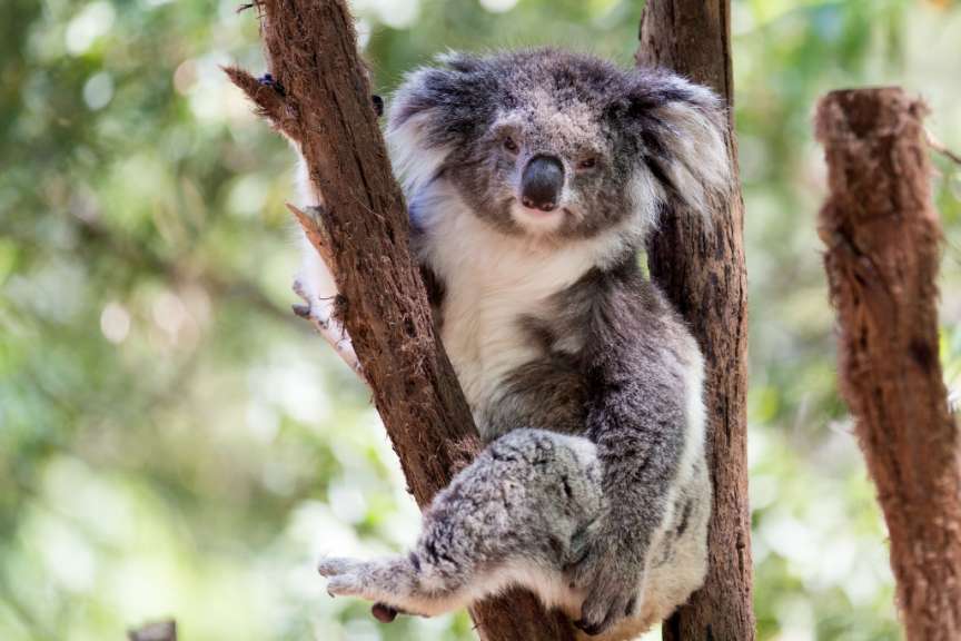 Ein Koala klammert sich an einem Baumstamm fest, wobei sein Körper durch seine grauen und weißen Fellfarben markiert ist.