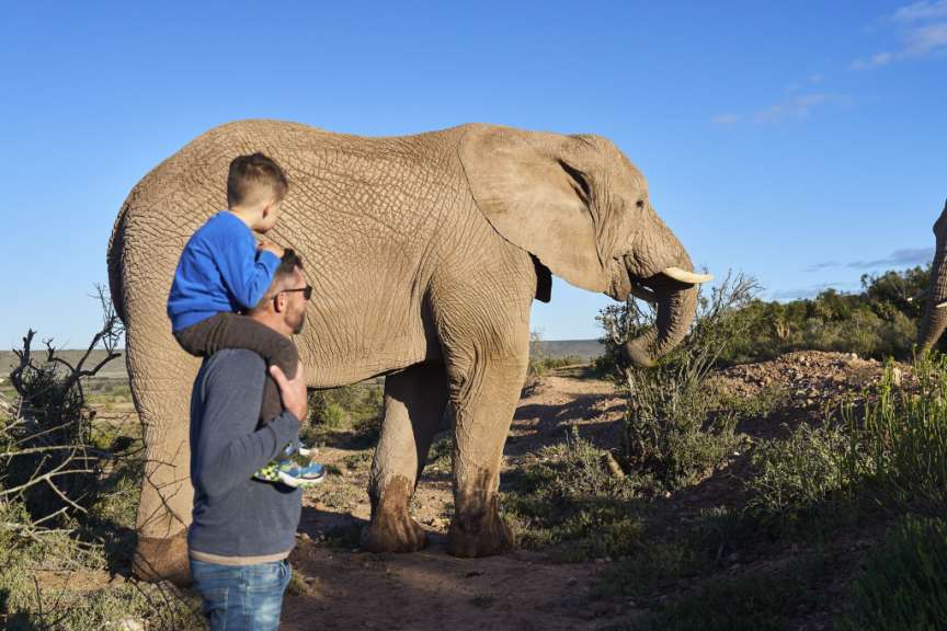 Elephant Experience Buffelsdrift