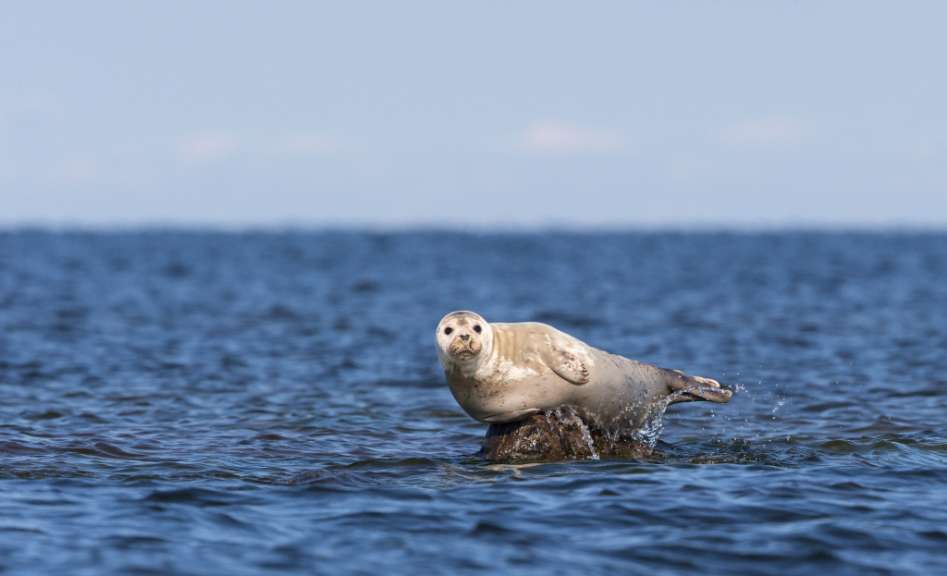In den Gewässern vor Hiiumaa: Seehundsafari