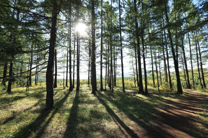 Ein sonniger Tag im Wald mit hohen Bäumen und langen Schatten auf dem grasbewachsenen Boden.