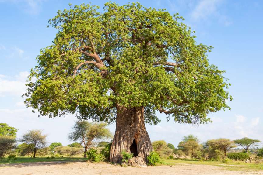 Ehemaliges Wildererversteck: Poacher's Baobab Hide