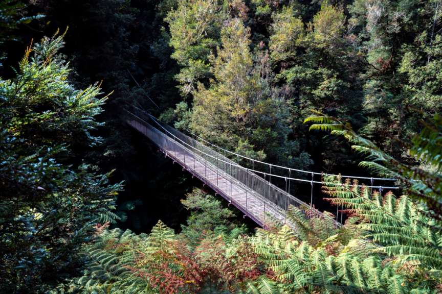 Ein Hängebrücke führt durch einen dichten Wald mit Farnen und Bäumen.