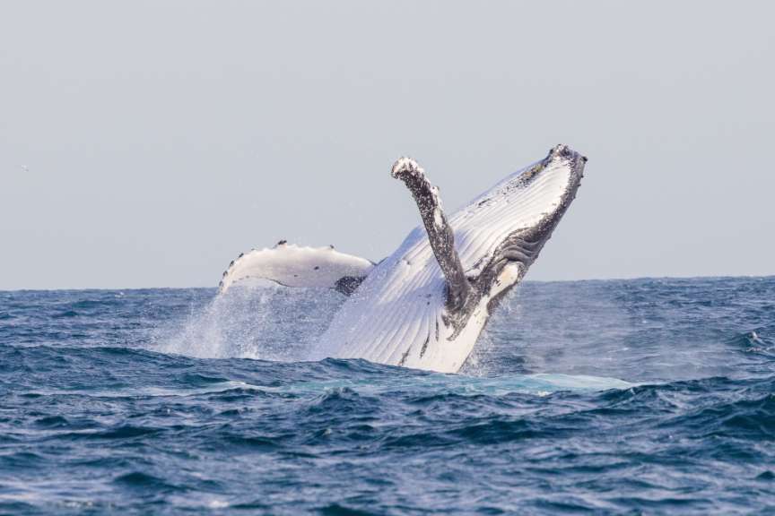 Vor der Küste von Noosa: Whale Watching