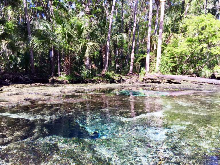 Kristallklares Wasser: Chassahowitzka River