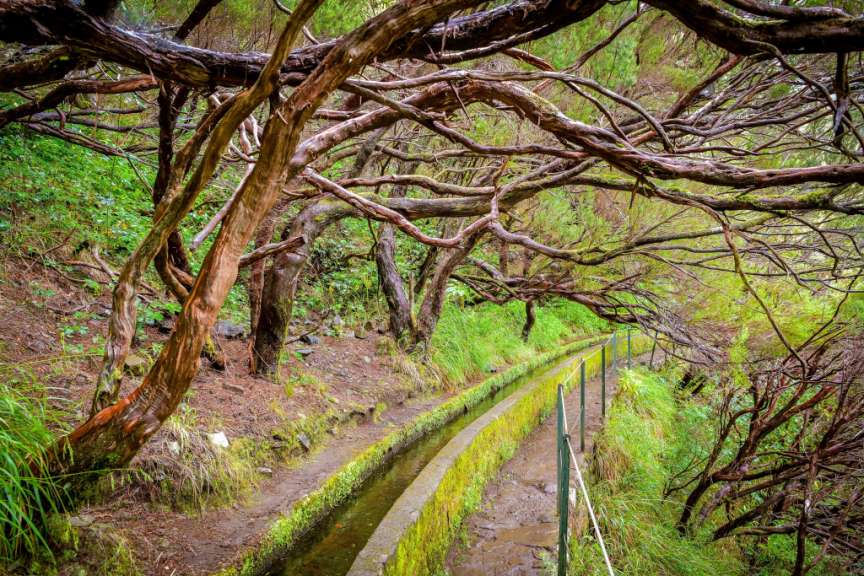 Levadas von Madeira