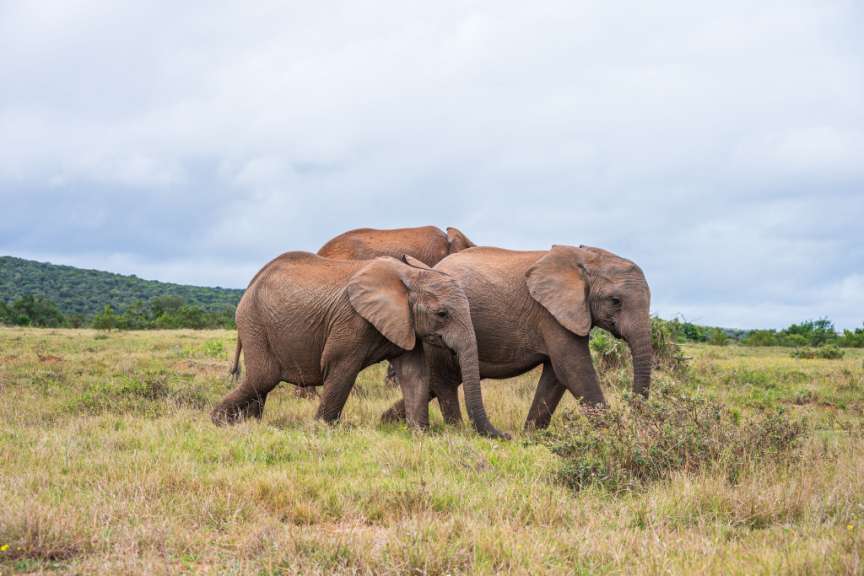 Elefanten im Addo Elephant Nationalpark