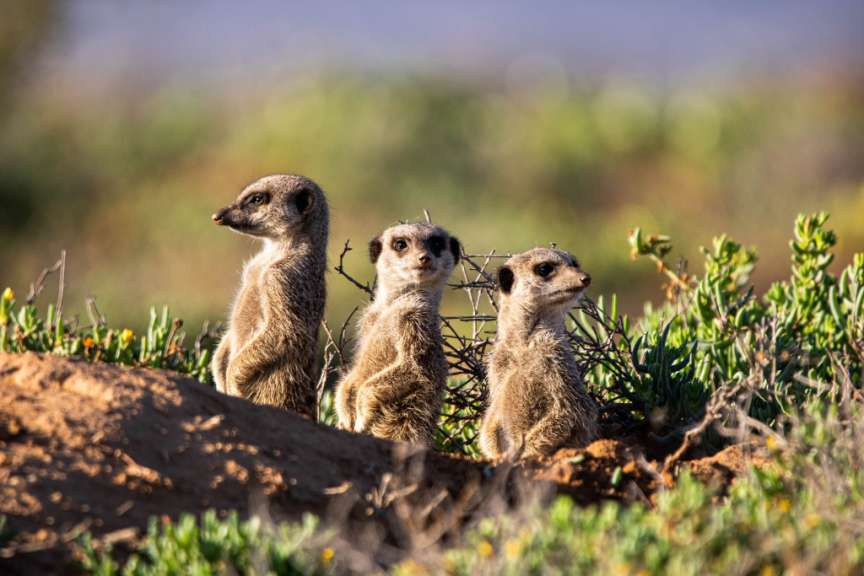 Erdmännchen bei Oudtshoorn