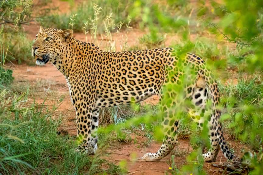 Madikwe Game Reserve