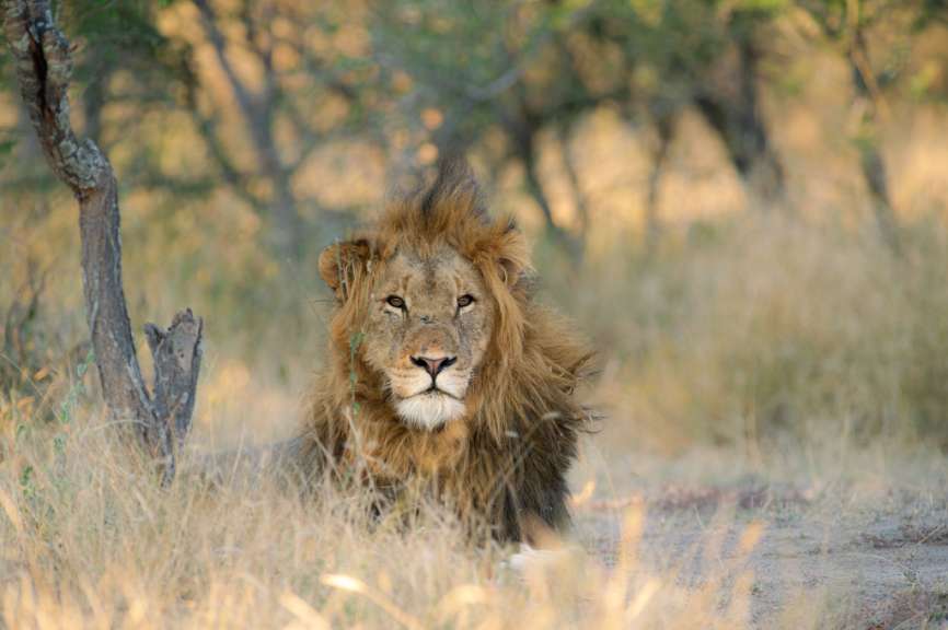 Löwe im Krüger Park