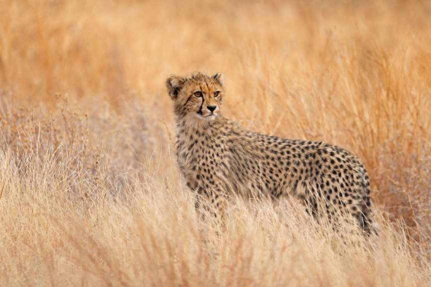 Gepard im Krüger Nationalpark