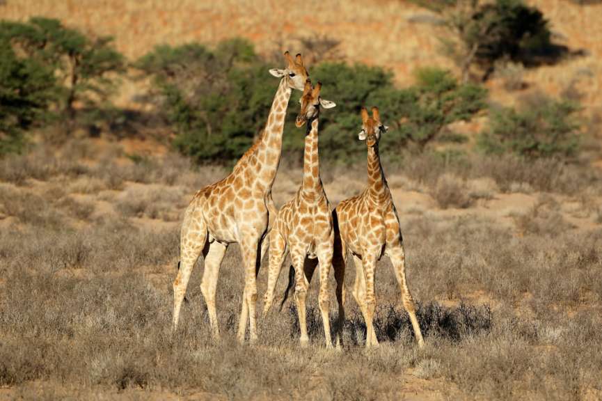 Giraffen in der Kalahari-Wüste
