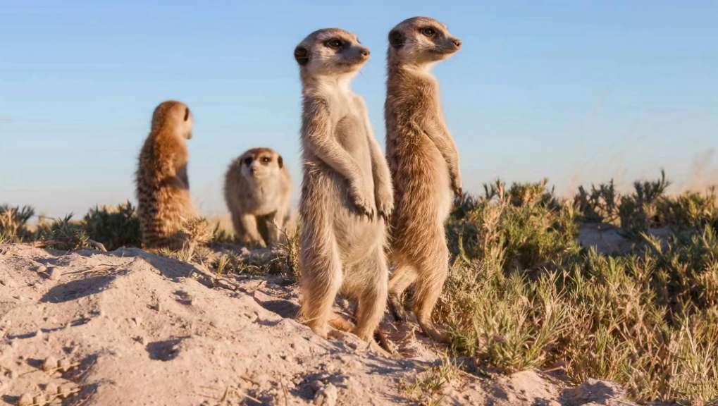 Heimat der Erdmännchen: Northern Cape