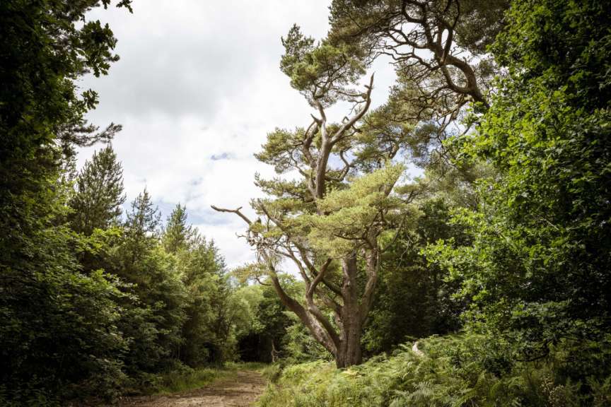 Ein sandiger Weg führt durch einen dichten Wald mit Kiefern, Eichen und Farnen unter einem bewölkten Himmel.