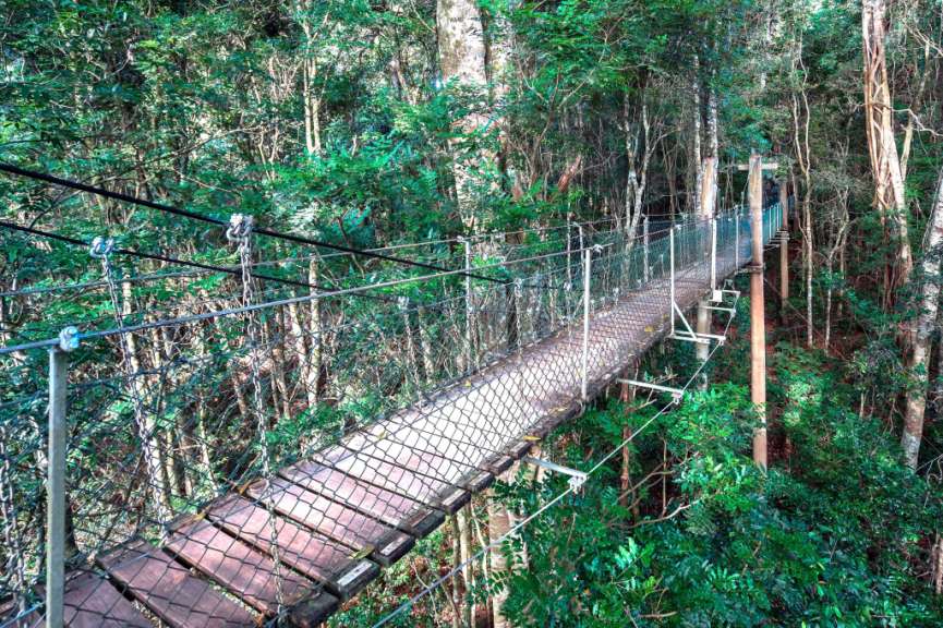 Eine Hängebrücke führt durch einen üppigen grünen Regenwald.