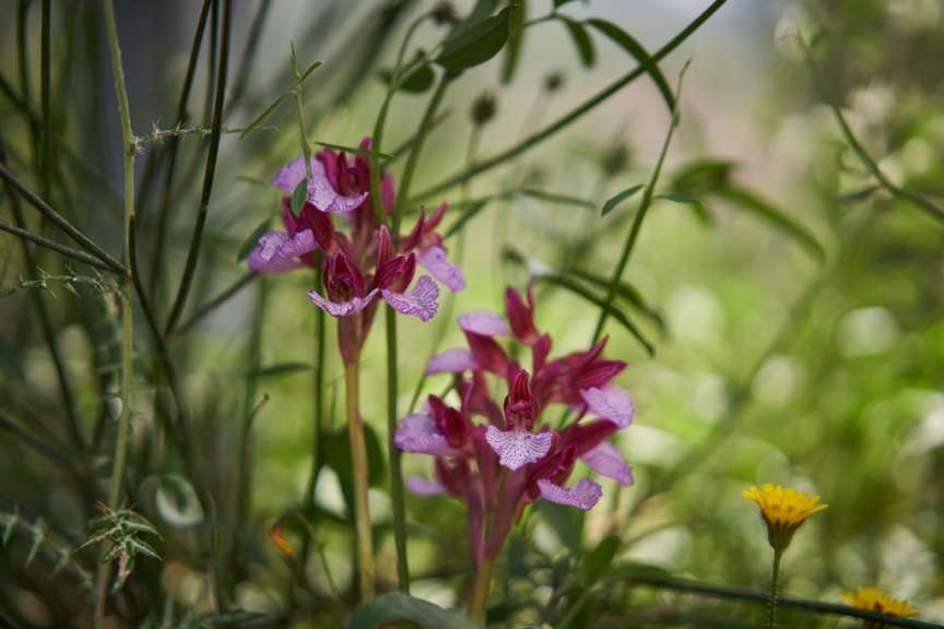 Mehr als 60 Arten: wilde Orchideen in den Madonie-Bergen