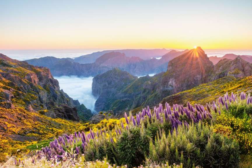 Auf diesem Bild ist eine Berglandschaft mit einer Wolkendecke bei Sonnenaufgang zu sehen, geschmückt mit violetten und gelben Blumen im Vordergrund.