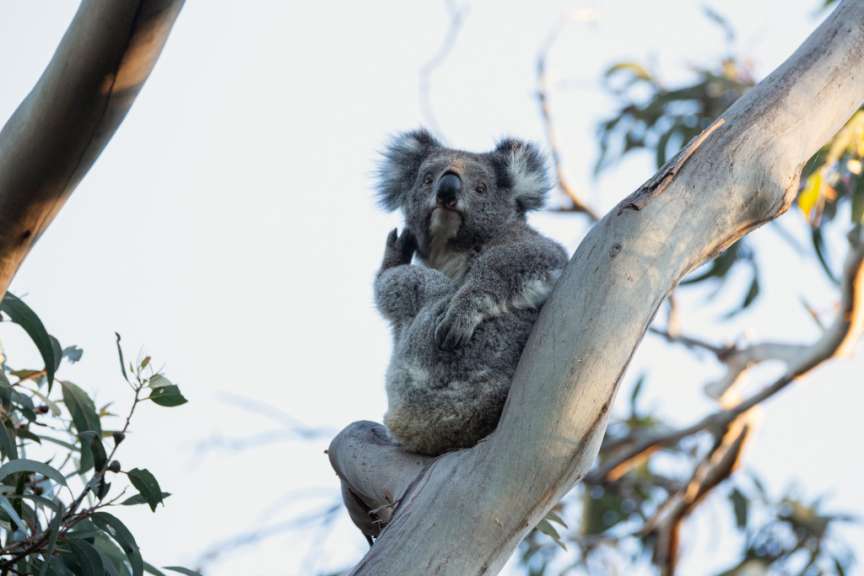 Koalas in freier Wildbahn: Kennett River Nature Walk
