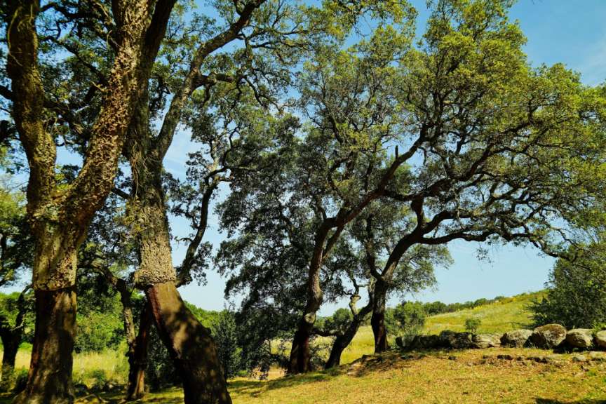 Gigantengrab von Pascaredda