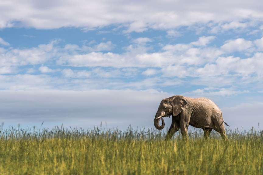 Shamwari Private Game Reserve