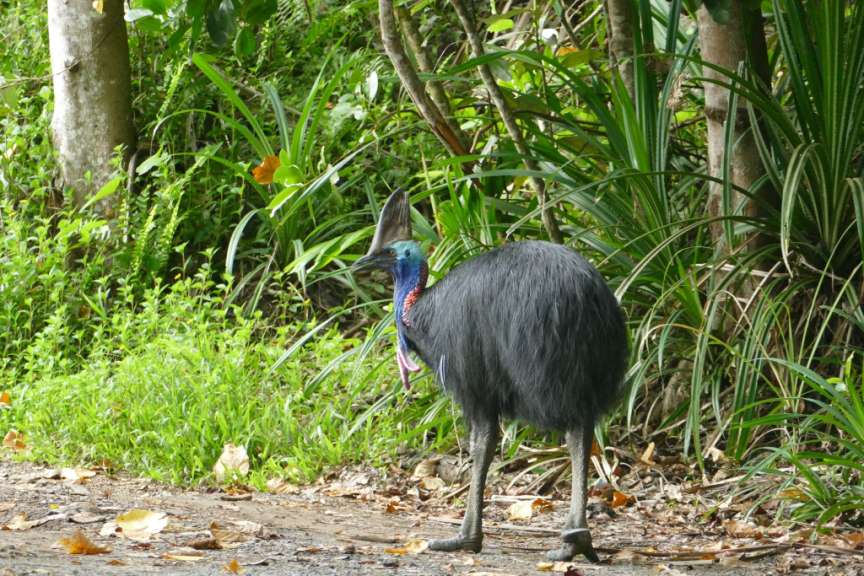 Kasuar am Etty Bay Beach