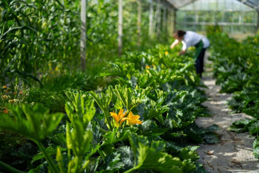 Küchengarten und Gewächshaus