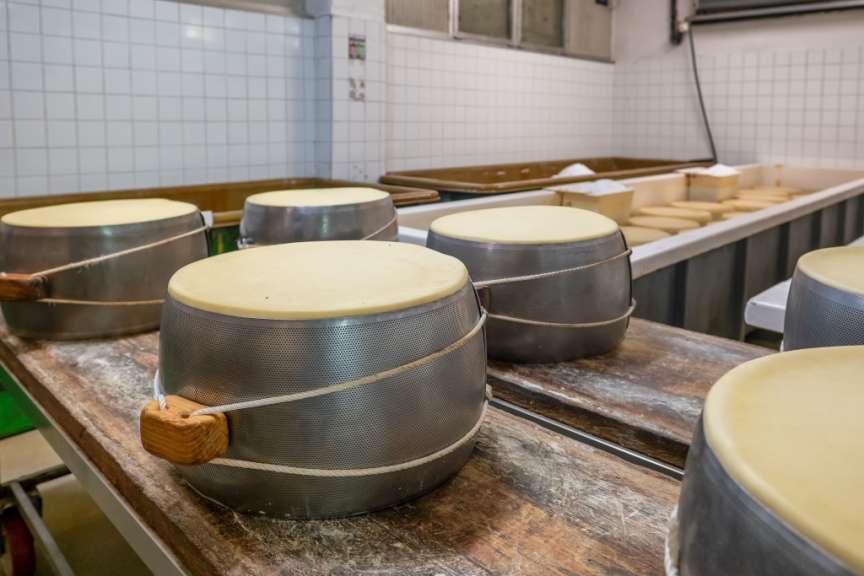 In einer Käsefabrik stehen mehrere runde Käselaibe in perforierten Metallformen auf einer Holzbank.